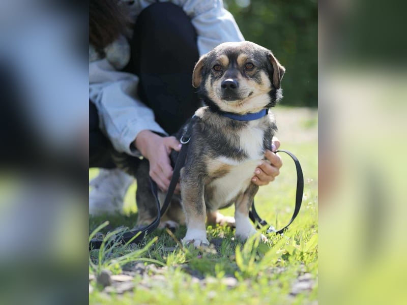 Mogyi, geboren 01.03.2023 sucht sein Glück
