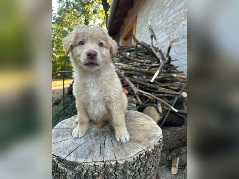 Sari, geboren 25.04.2026, 30cm sucht ihre Familie