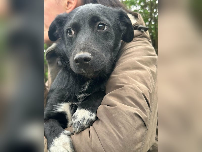 Jack, geboren 03.01.2026, 31cm sucht seine Menschen