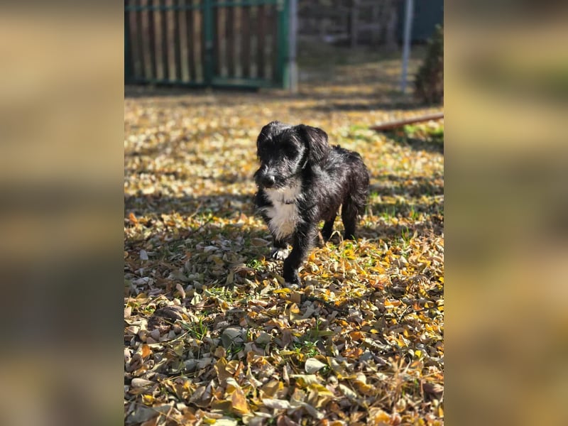 Bogyo, 7 Monate, 24cm sucht ihr Zuhause