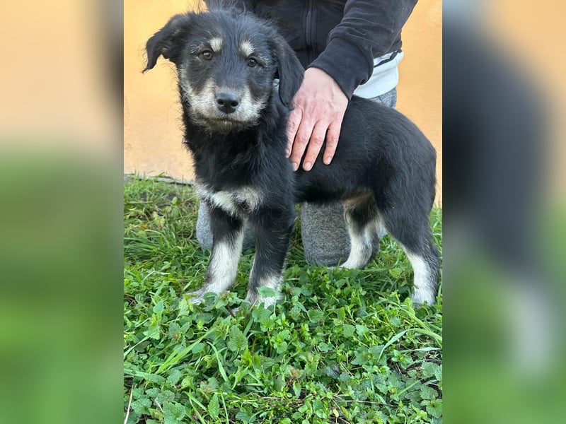 Timon, geboren 11.12.2025, 35cm sucht sein Körbchen