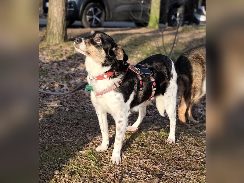 Milo, geboren 21.05.2023, 43cm sucht sein Zuhause (Pflegestelle in Deutschland)