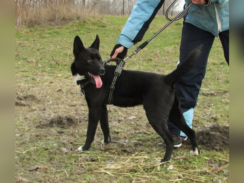 Rubble, geboren 01.12.2024, 43cm sucht seine Menschen