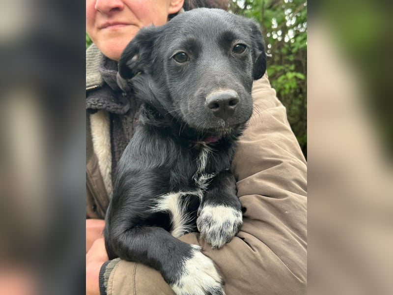 Jack, geboren 03.01.2026, 31cm sucht seine Menschen