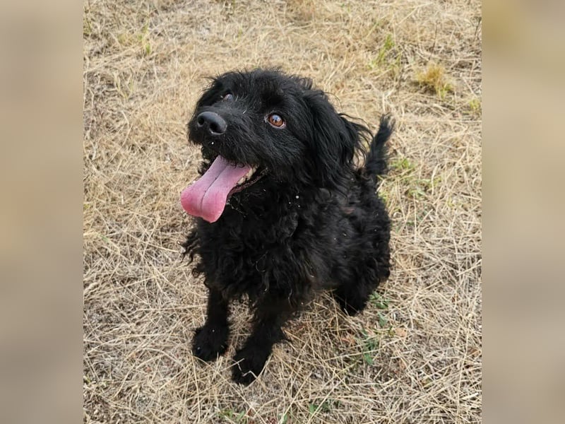 Anka, geboren 01.03.2025, 39cm sucht ihre Chance