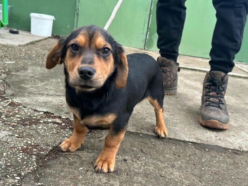 Chris, geboren 26.10.2025, 30cm sucht DICH!