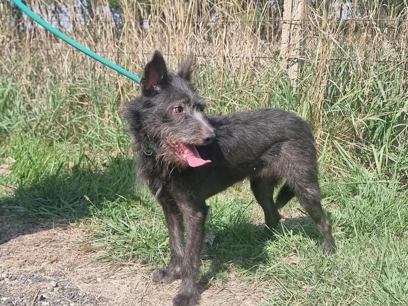 Amira, geb. 2022, 39 cm, sucht aktive erfahrene Menschen