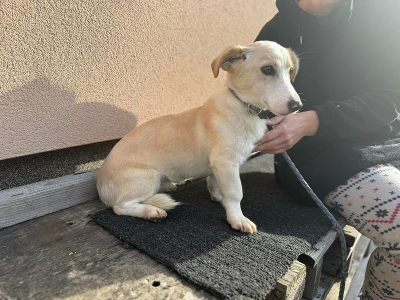 Bora, geboren 01.01.2023, 31cm sucht ihr Menschen