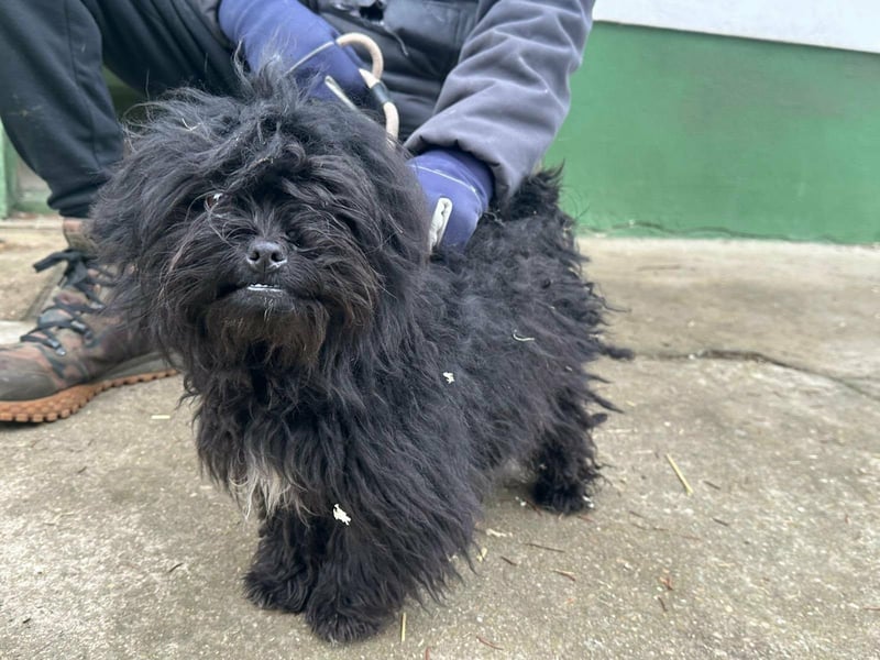 Black, geboren 02.08.2025, 25cm sucht seinen Kuschelplatz