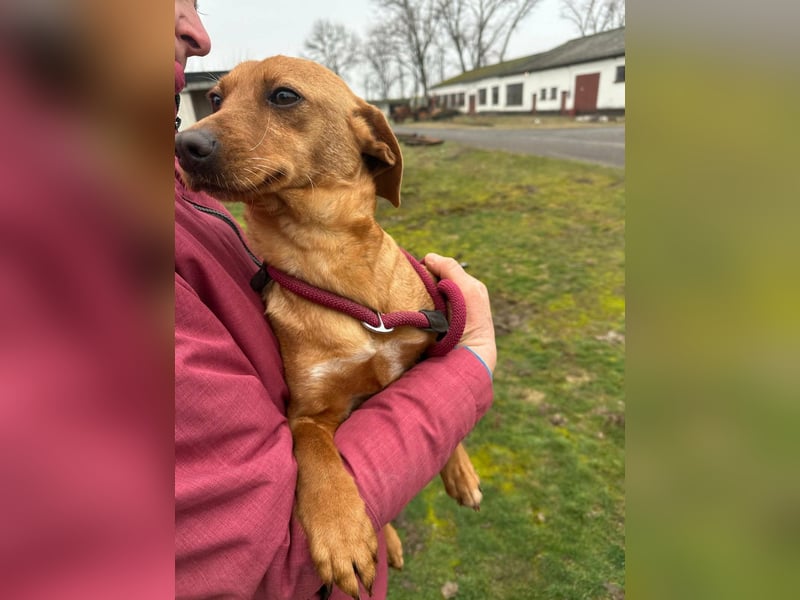 Bubu, geboren 10.05.2025, 35cm sucht Familienanschluss