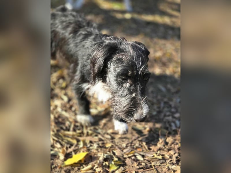 Bogyo, 7 Monate, 24cm sucht ihr Zuhause