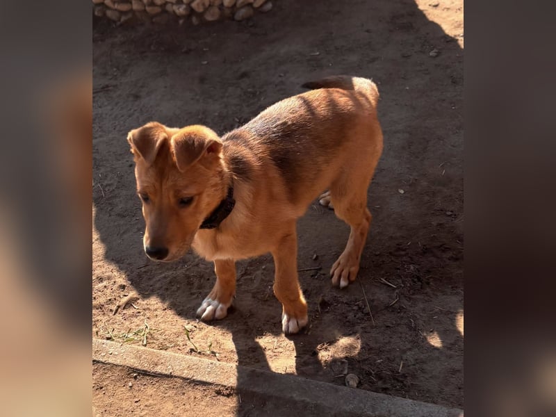 Koda, geboren 01.11.2025, 35cm sucht sein Körbchen