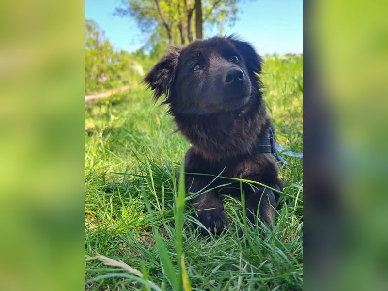 Blacky, geb. 04.2025, 40cm sucht geduldiges Zuhause