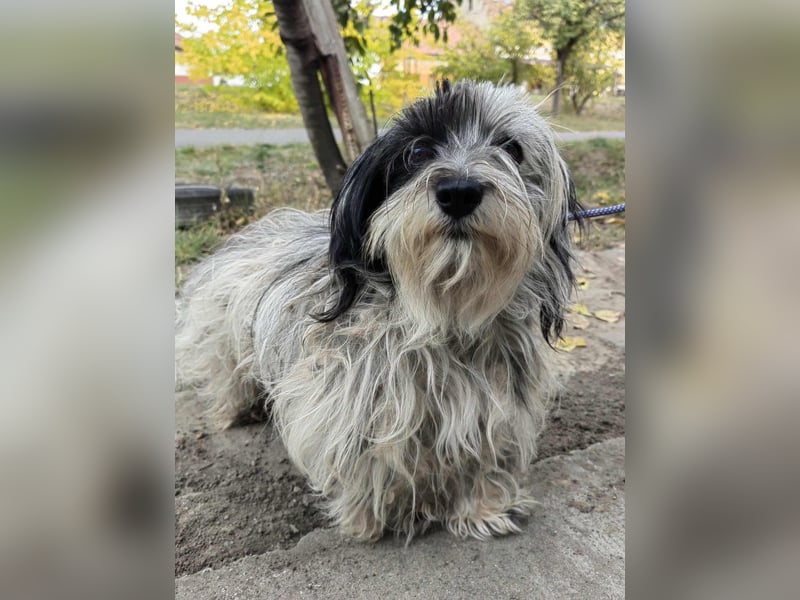 Gizmo, geboren 01.11.2022, 26cm sucht Geborgenheit