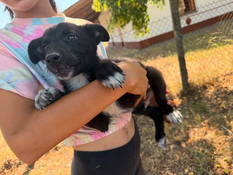 Danny, geboren 25.05.2026, 29cm sucht seine Menschen