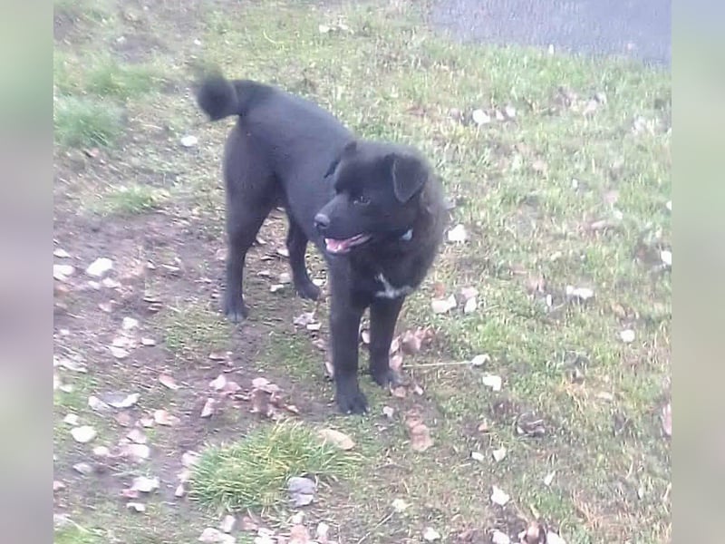 Roy, geboren 08.07.2025, 43cm sucht seine Menschen