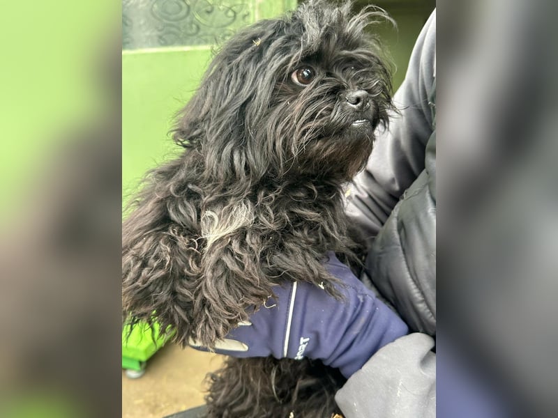 Black, geboren 02.08.2025, 25cm sucht seinen Kuschelplatz