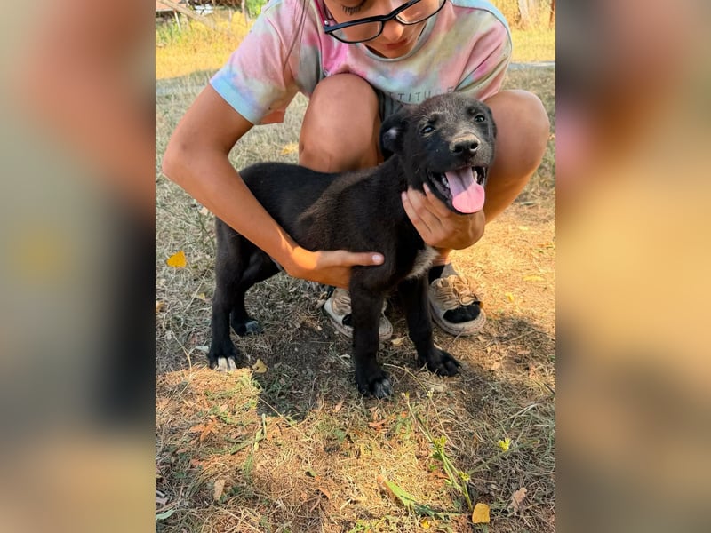 Diablo, geboren 25.05.2026, 32cm sucht seine Chance