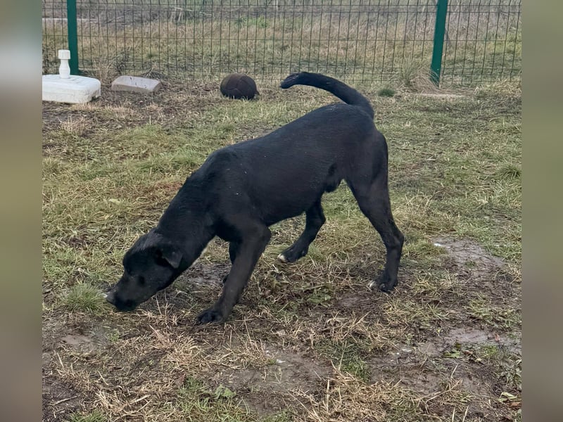 Anton, geboren 25.12.2024, 42cm sucht seine Menschen