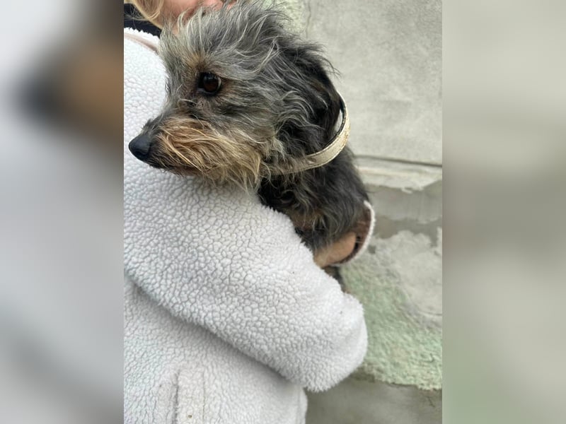 Lola, 5 Jahre, 32cm sucht ihr Plätzchen