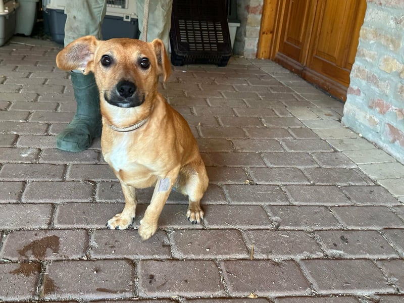 Brandon, geboren 01.11.2025, 42cm sucht sein Glück