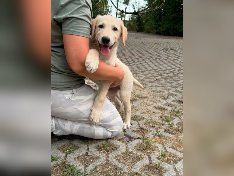 Maximus, geboren 13.03.2026, 39cm sucht sein Körbchen
