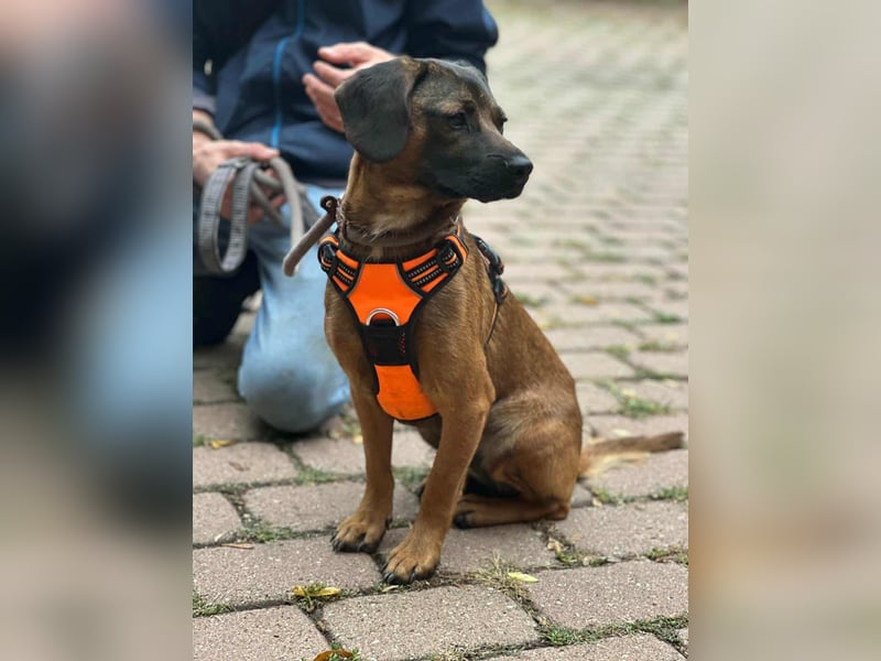 Belfegor, geboren 05.01.2025, 41cm sucht sein Körbchen