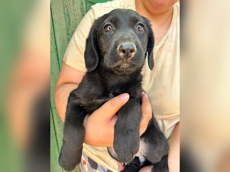 Manika, geboren 04.05.2026, 27cm sucht Familienanschluss