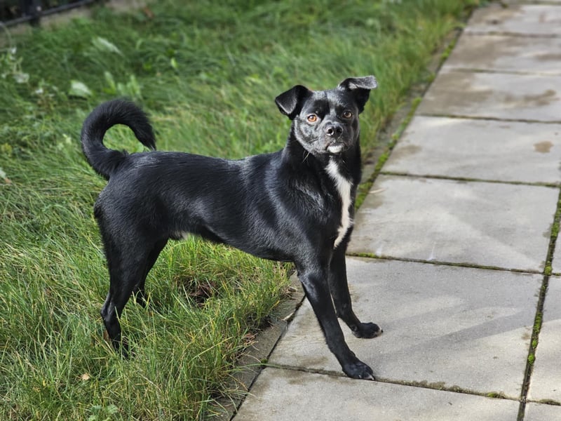 Onix, geboren 31.01.2025, 38cm sucht neuen Wirkungskreis (Pflegestelle in Deutschland)