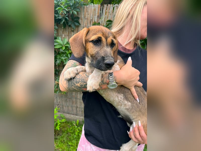 Toto, geboren 08.02.2026,30cm sucht sein Zuhause