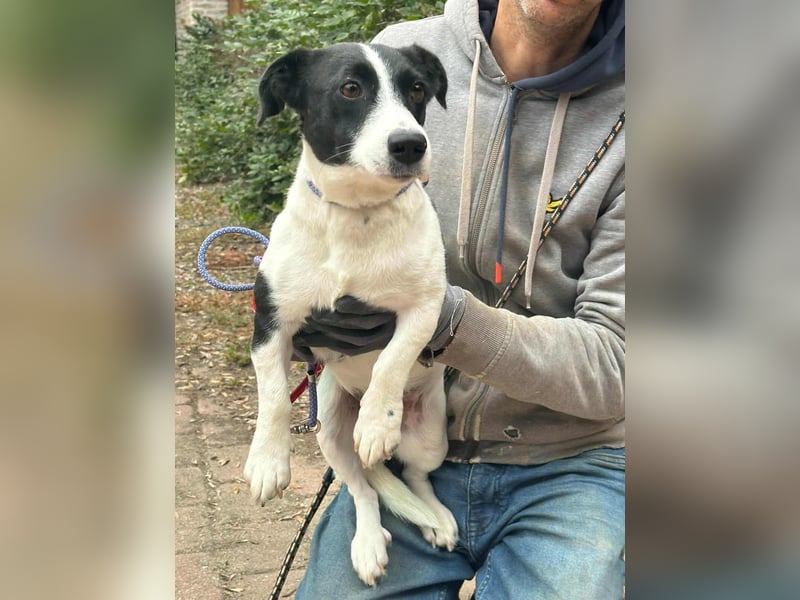 Alma, geboren 26.08.2023, 29cm sucht ihr Glück (Pflegestelle Deutschland)