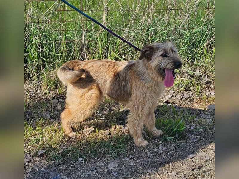 Muffin, geboren 01.07.2025, 41cm sucht ihr Zuhause