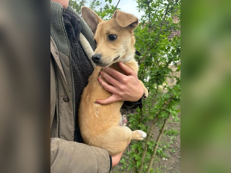 Yoda, geboren 13.01.2026, 26cm sucht sein Zuhause