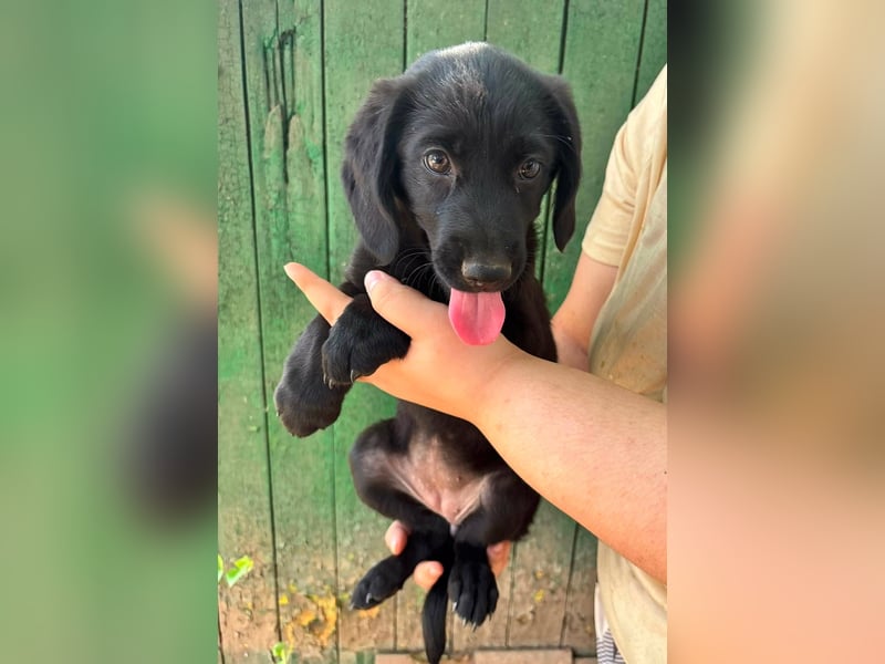 Mabel, geboren 04.05.2026, 26cm sucht ihre Menschen