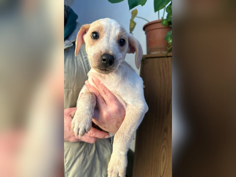 Dumbo, geboren 10.11.2025, 26cm sucht seine Menschen