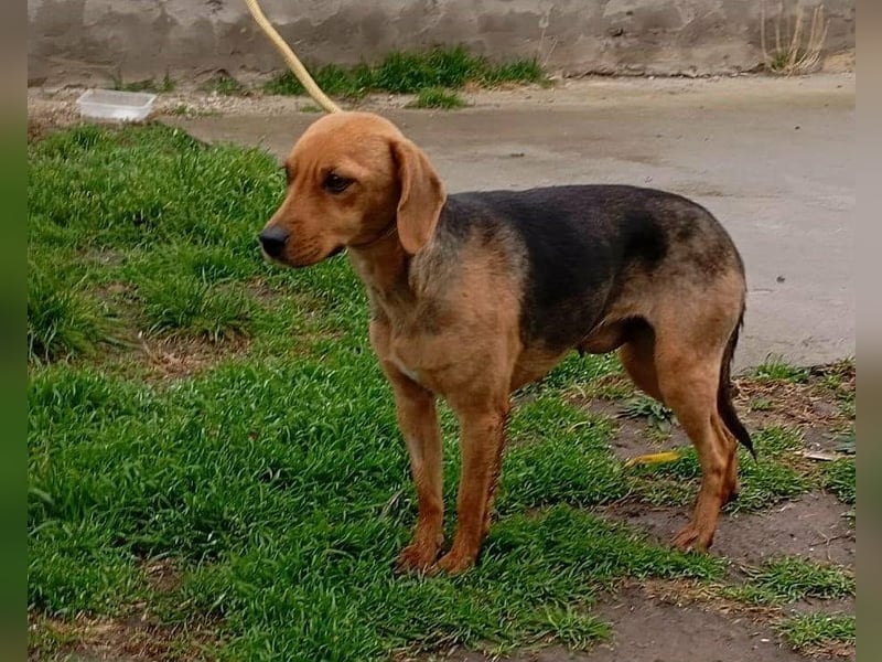 Poppy, geboren 01.07.2024, 40cm sucht Geborgenheit