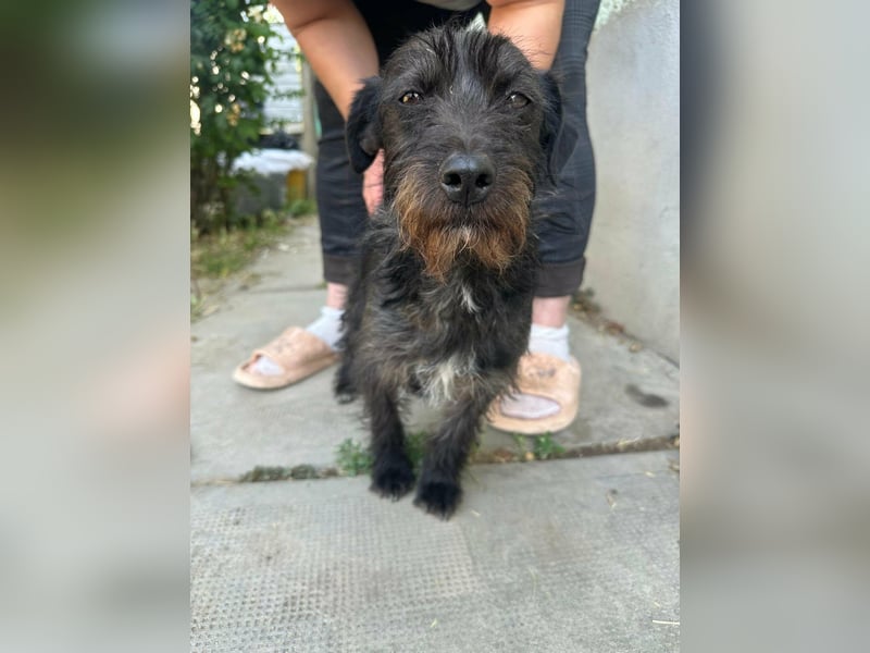 Pixie, geboren 02.11.2025, 33cm sucht ihr Zuhause