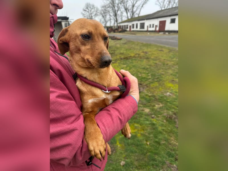 Bubu, geboren 10.05.2025, 35cm sucht Familienanschluss