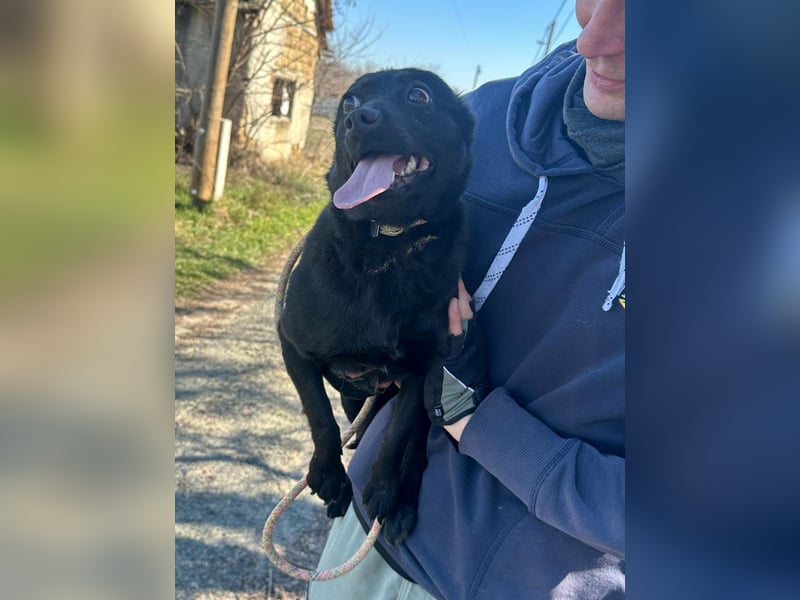 Ajna, geboren 06.2024, 39cm sucht ihr Zuhause