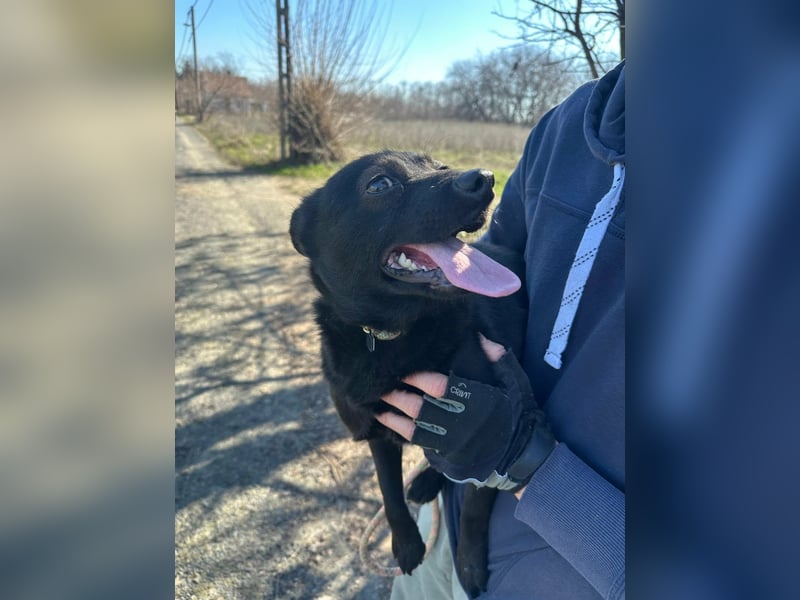 Ajna, geboren 06.2024, 39cm sucht ihr Zuhause