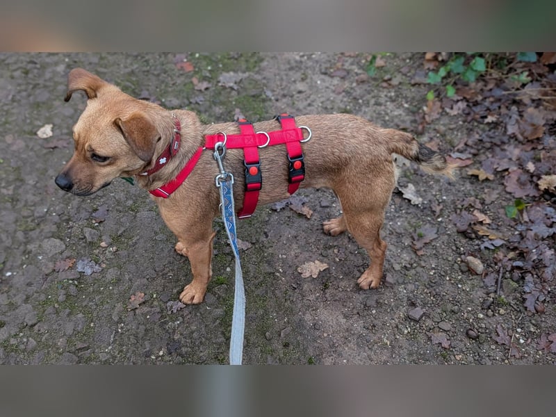 Borcsa, geboren 25.06.2024, 41cm sucht ihr Körbchen (Pflegestelle Deutschland)