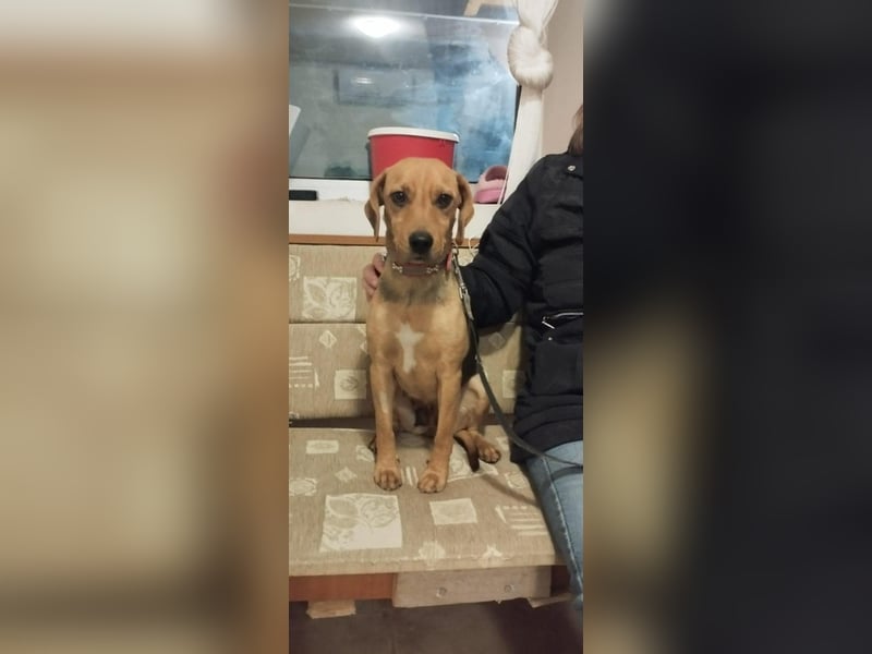 Poppy, geboren 01.07.2024, 40cm sucht Geborgenheit