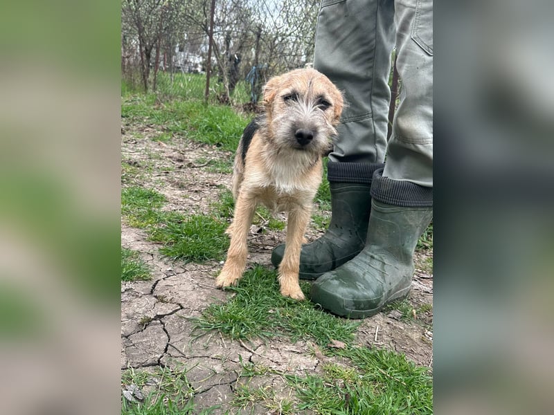 Evita, geboren 19.10.2025, 41cm sucht ihr Glück