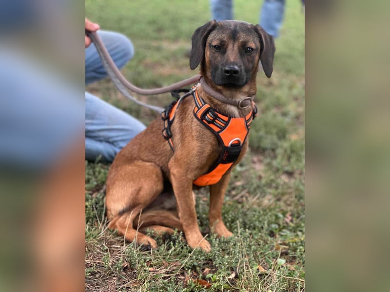 Belfegor, geboren 05.01.2025, 41cm sucht sein Körbchen