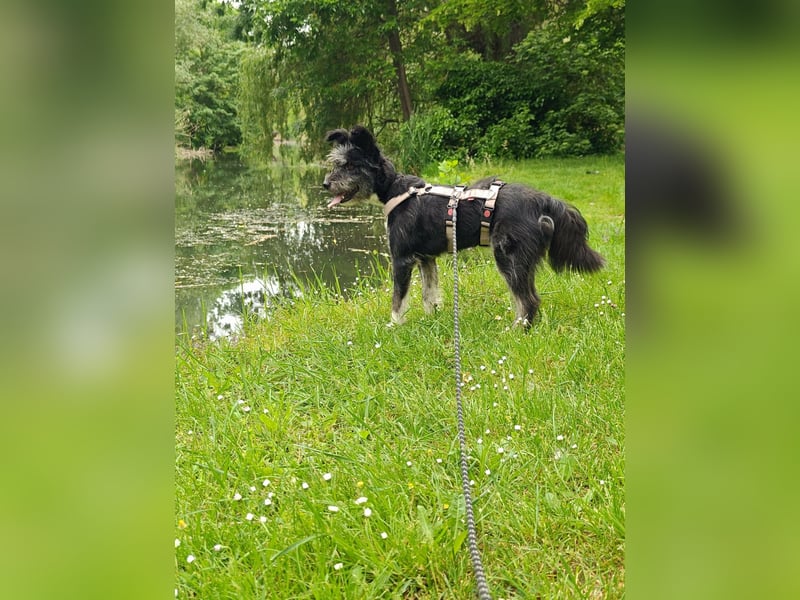 Laura, geb. 01.2023, 39cm sucht ihr für immer zu Hause