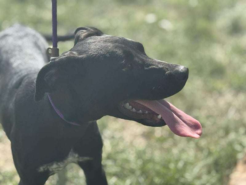 Hetty, geboren 25.01.2025, 42cm sucht ihre Familie