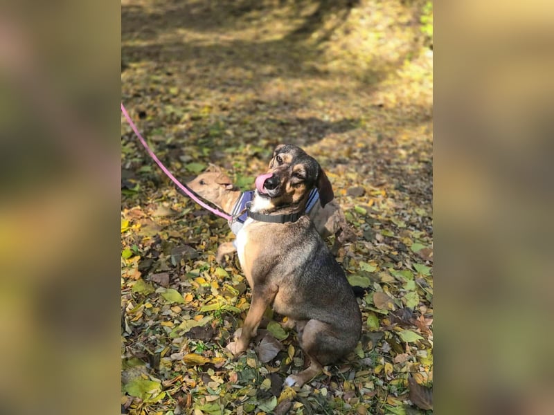 Pircsi, 2 Jahre, 42cm sucht erfahrene Hände