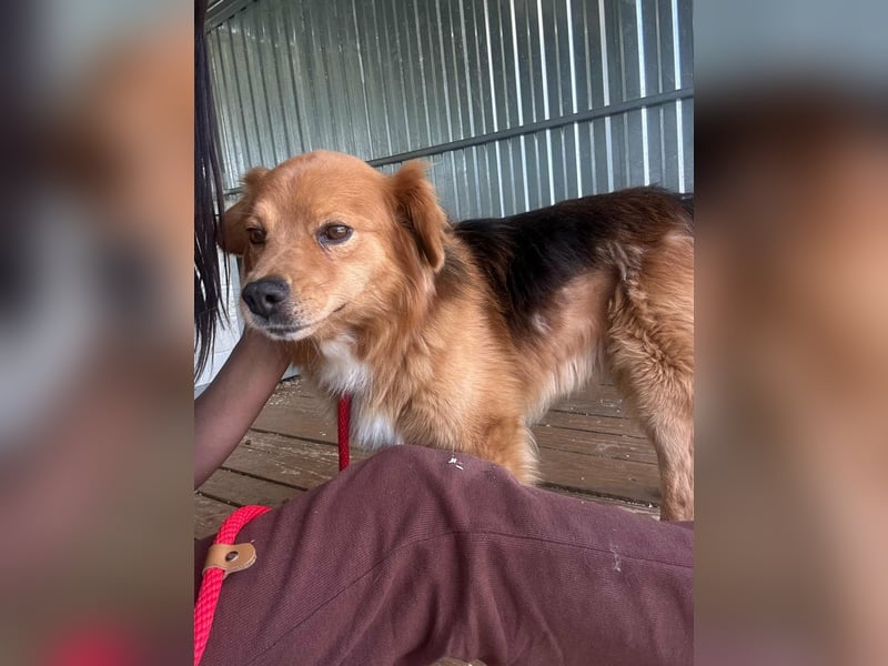 Forrest, geboren 01.01.2020, 42cm sucht seine Chance