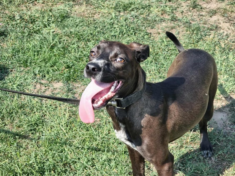 Hailey, geboren 25.01.2025, 39cm sucht aktives Zuhause