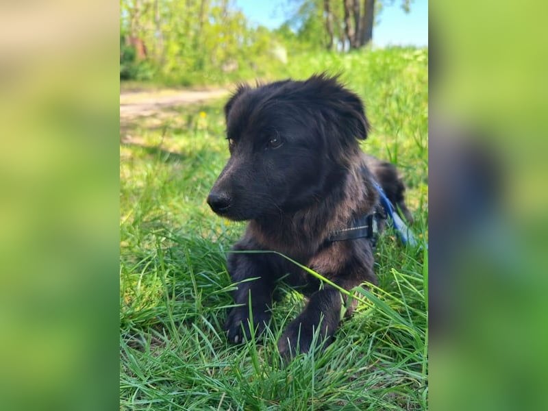Blacky, geb. 01.04.2025, 40 cm, möchte glücklich werden